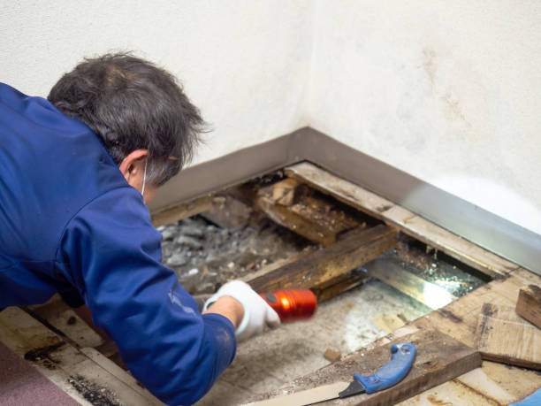 Best Mold Remediation  in Glen Raven, NC