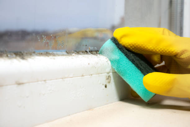 Glen Raven, NC Mold Removal Company