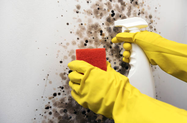 Best Mold Remediation Experts  in Glen Raven, NC