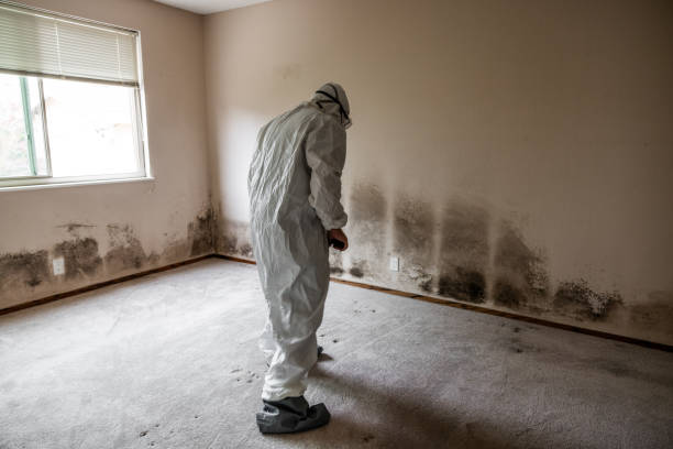 Best Mold Remediation Services  in Glen Raven, NC