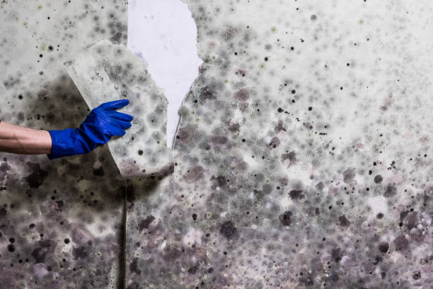 Best Emergency Mold Removal  in Glen Raven, NC